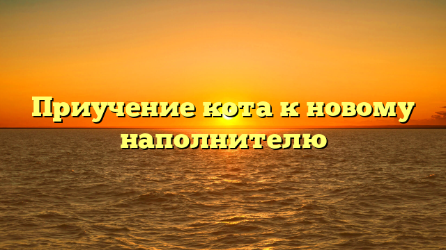 Приучение кота к новому наполнителю